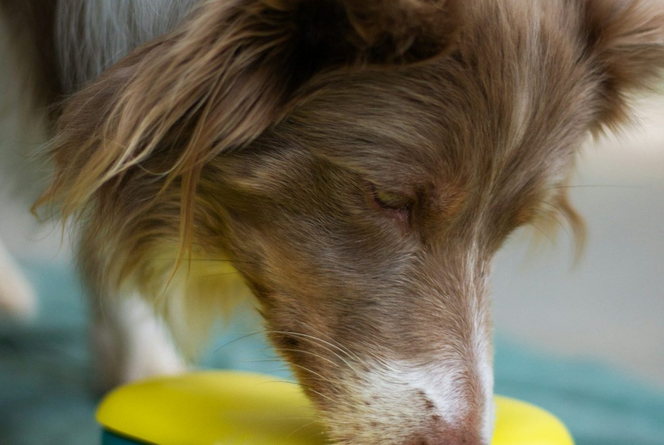 Ein Hund schnüffelt an einem bunten Spielzeug.