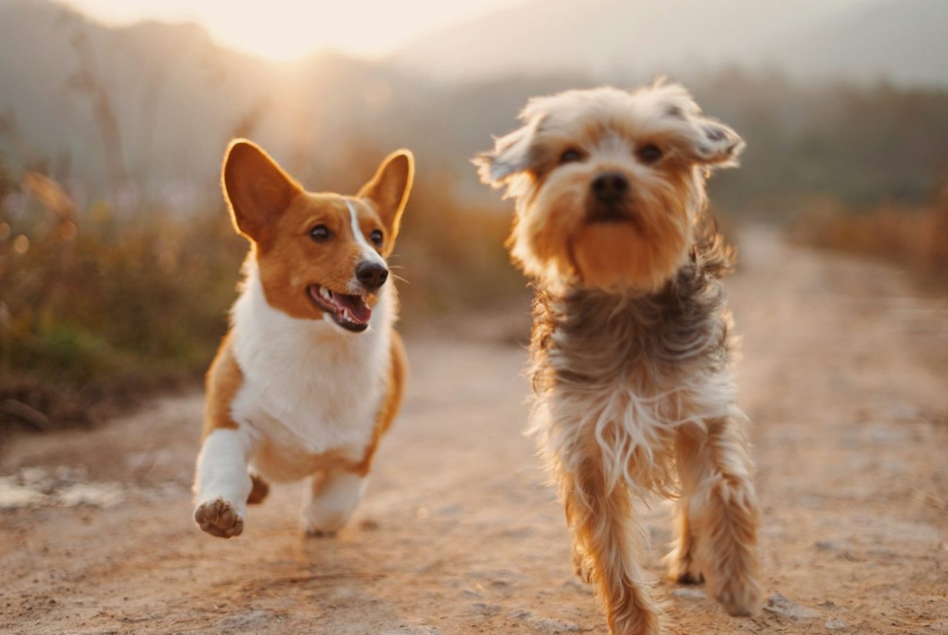 Zwei Hunde, ein Corgi und ein Terrier, laufen fröhlich auf einem Weg bei Sonnenuntergang.