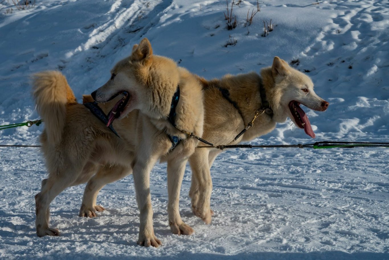 Zwei Schlittenhunde stehen auf Schnee, sind angeleint und hecheln.