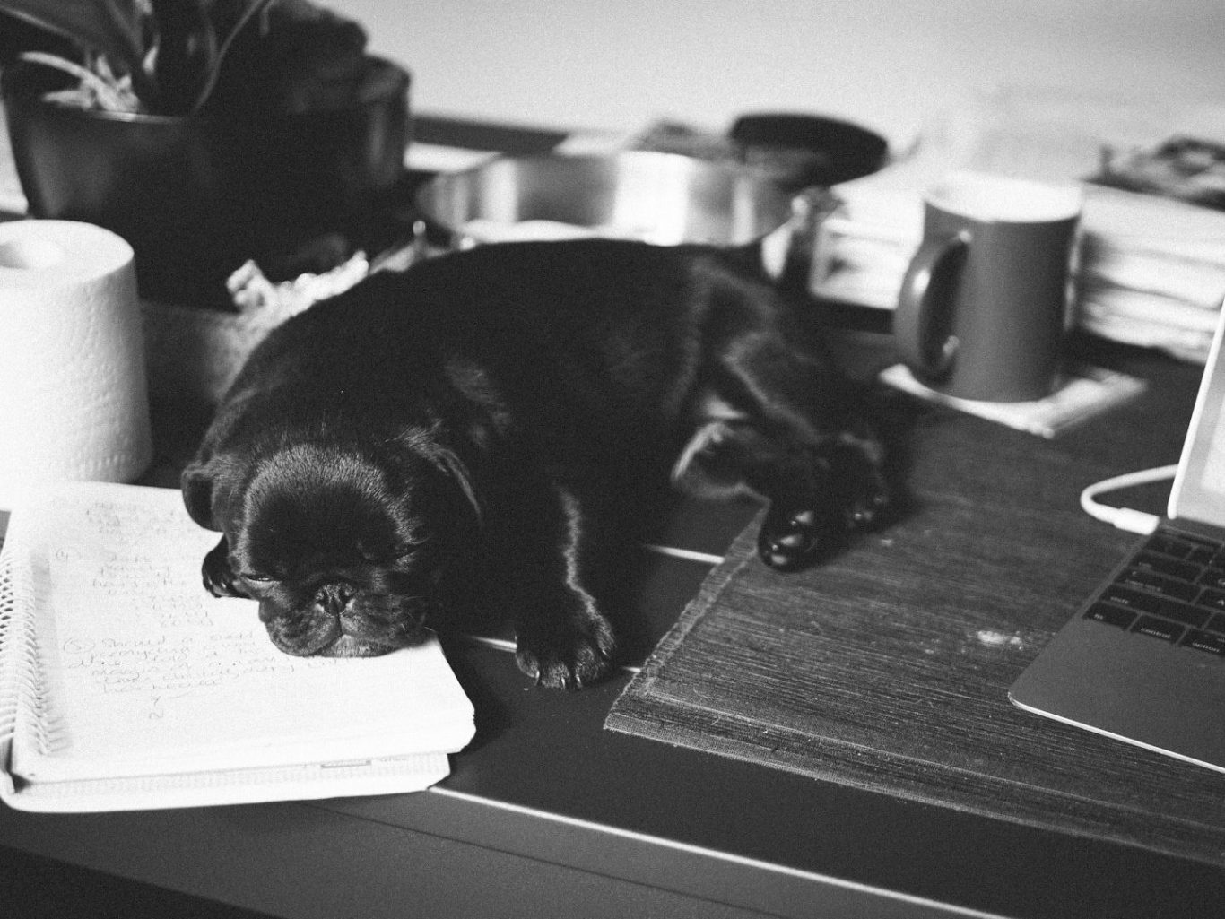 Schwarzer Hund schläft auf einem Tisch, umgeben von Büchern und einem Laptop.